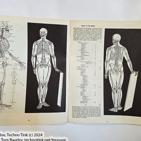 Anatomy by Walter T Foster: Anatomy for Teachers and Students - Picture 6 of 10